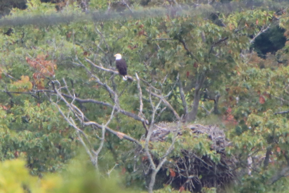 Bald Eagle - ML642116452