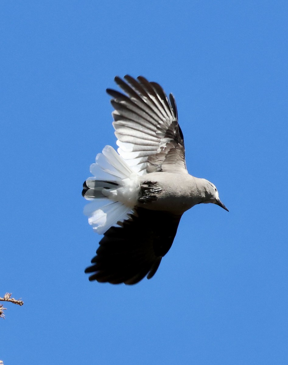 Clark's Nutcracker - ML642116453
