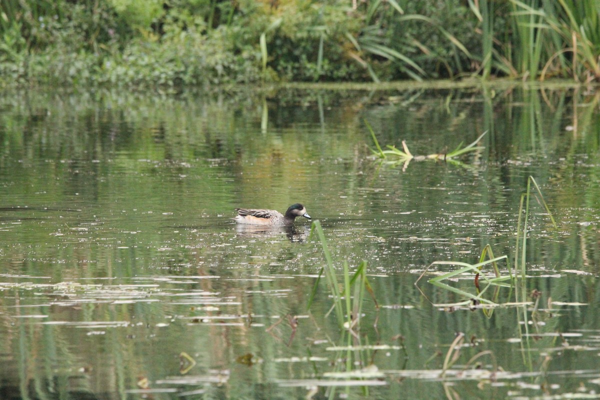Chiloe Wigeon - ML642116456