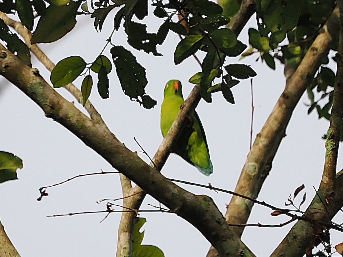Vernal Hanging-Parrot - ML642116458