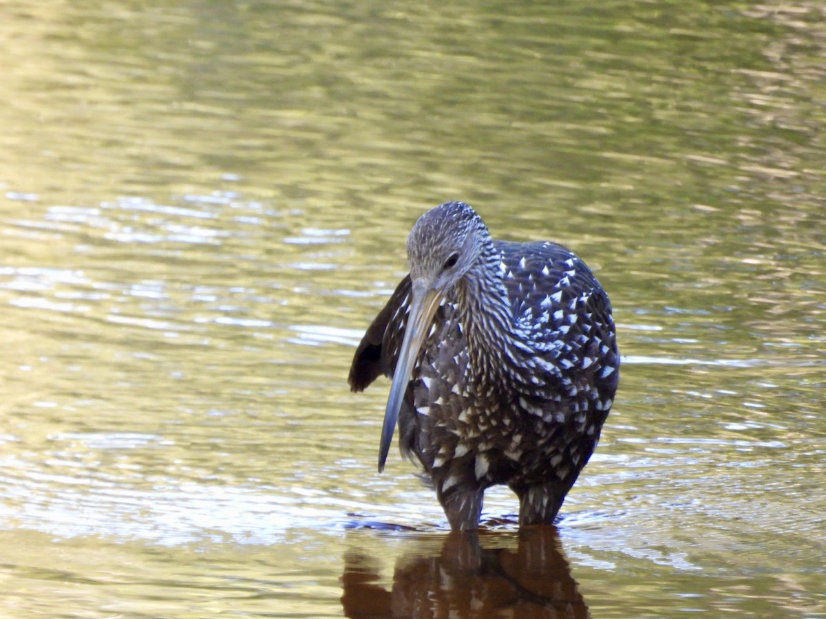 Limpkin - ML642116460