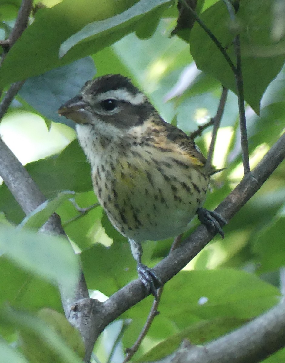 Rose-breasted Grosbeak - ML642116461