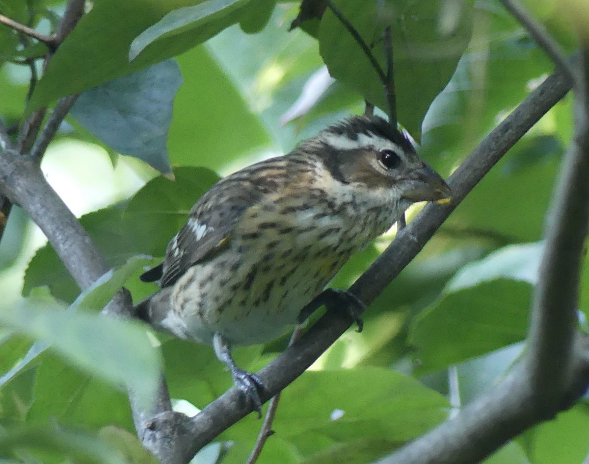 Rose-breasted Grosbeak - ML642116462