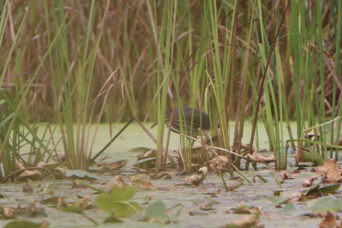 Green Heron - ML642116463
