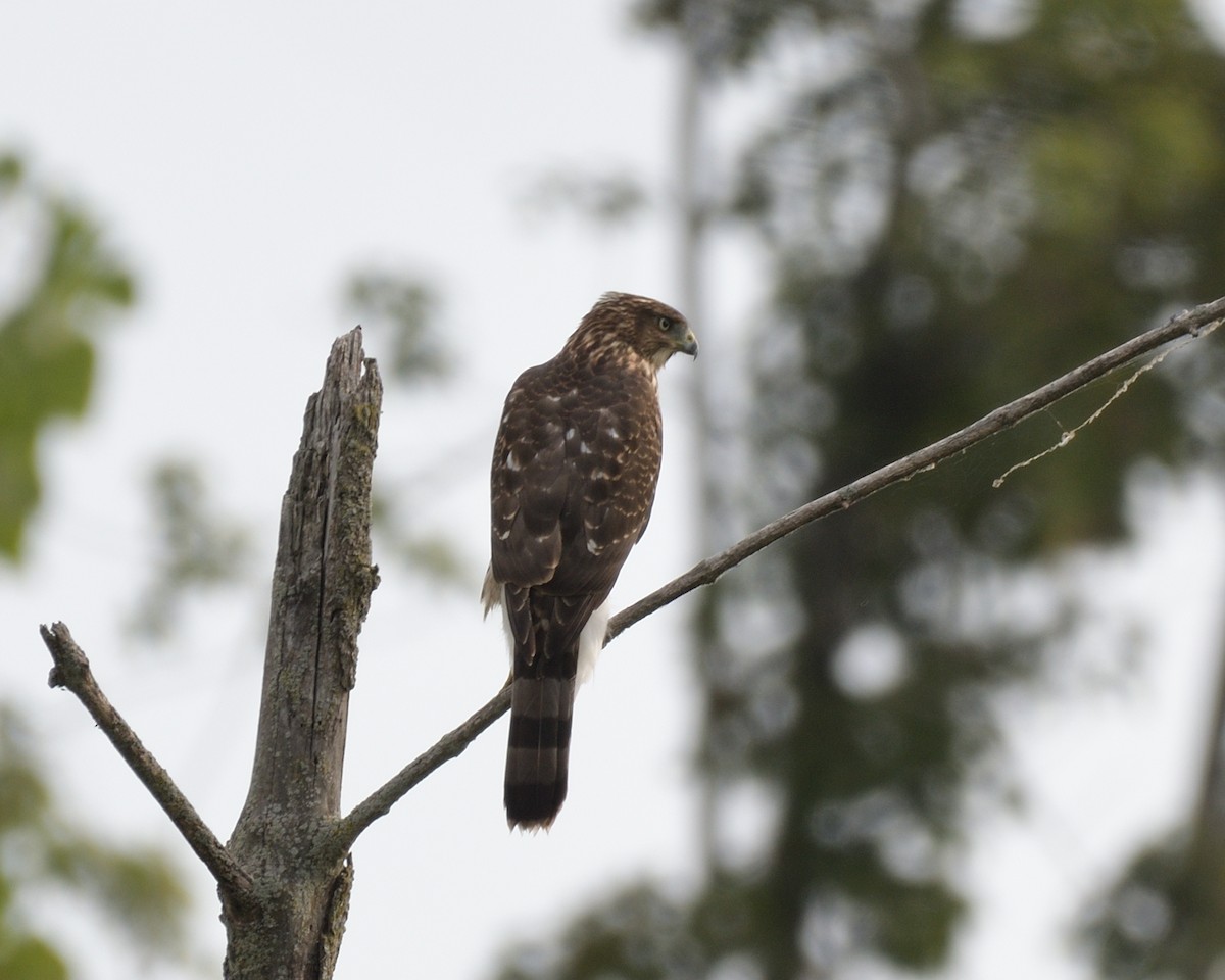 Cooper's Hawk - ML642116465