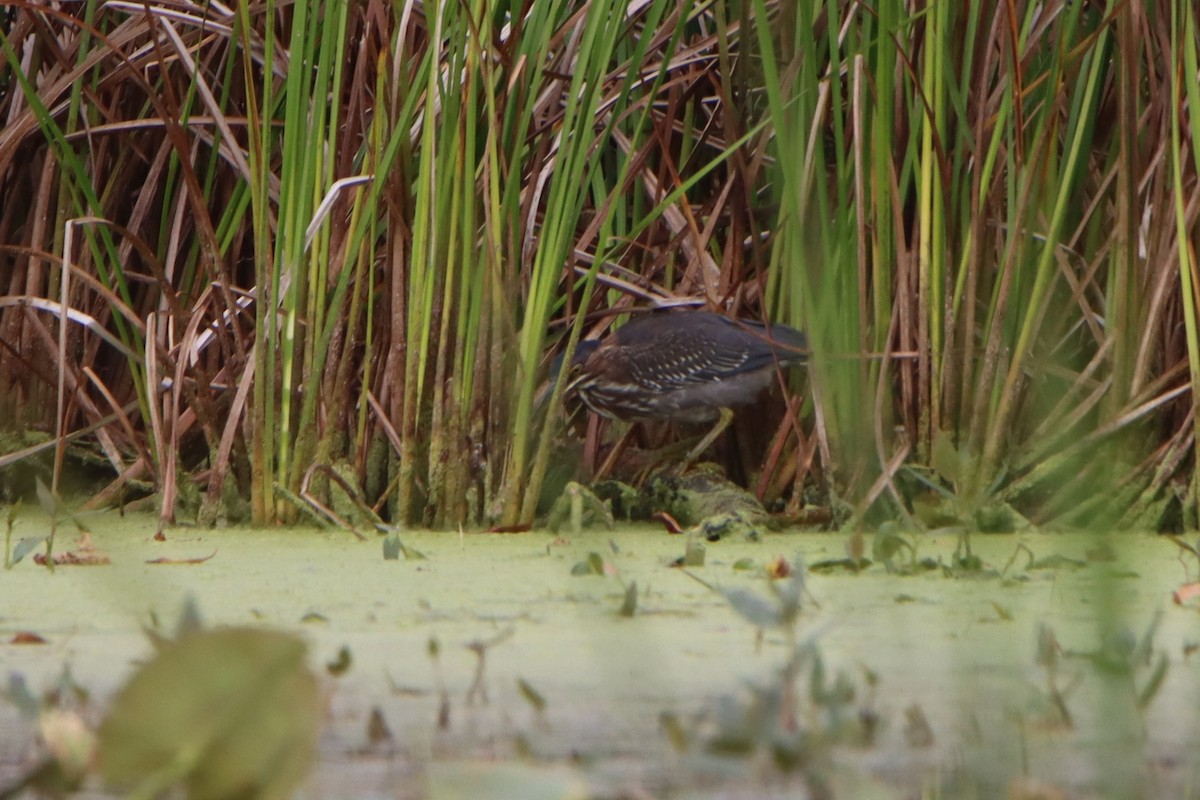 Green Heron - ML642116466