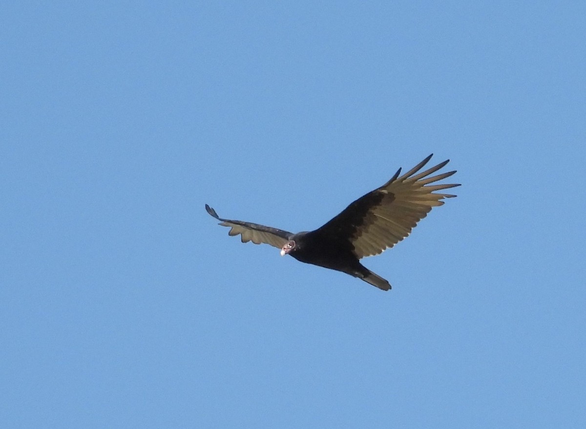 Turkey Vulture - ML642116467
