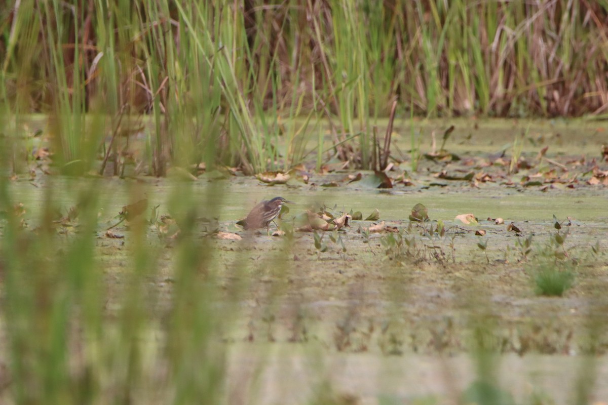 Green Heron - ML642116470