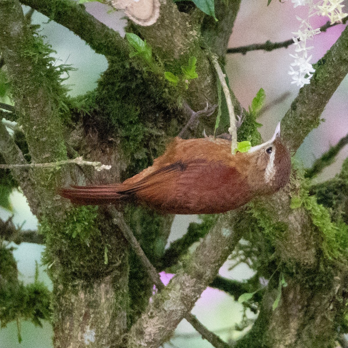 Ruddy Treerunner - ML642116472