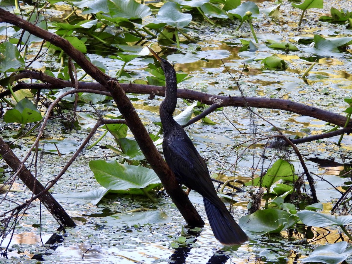 Anhinga - ML642116476