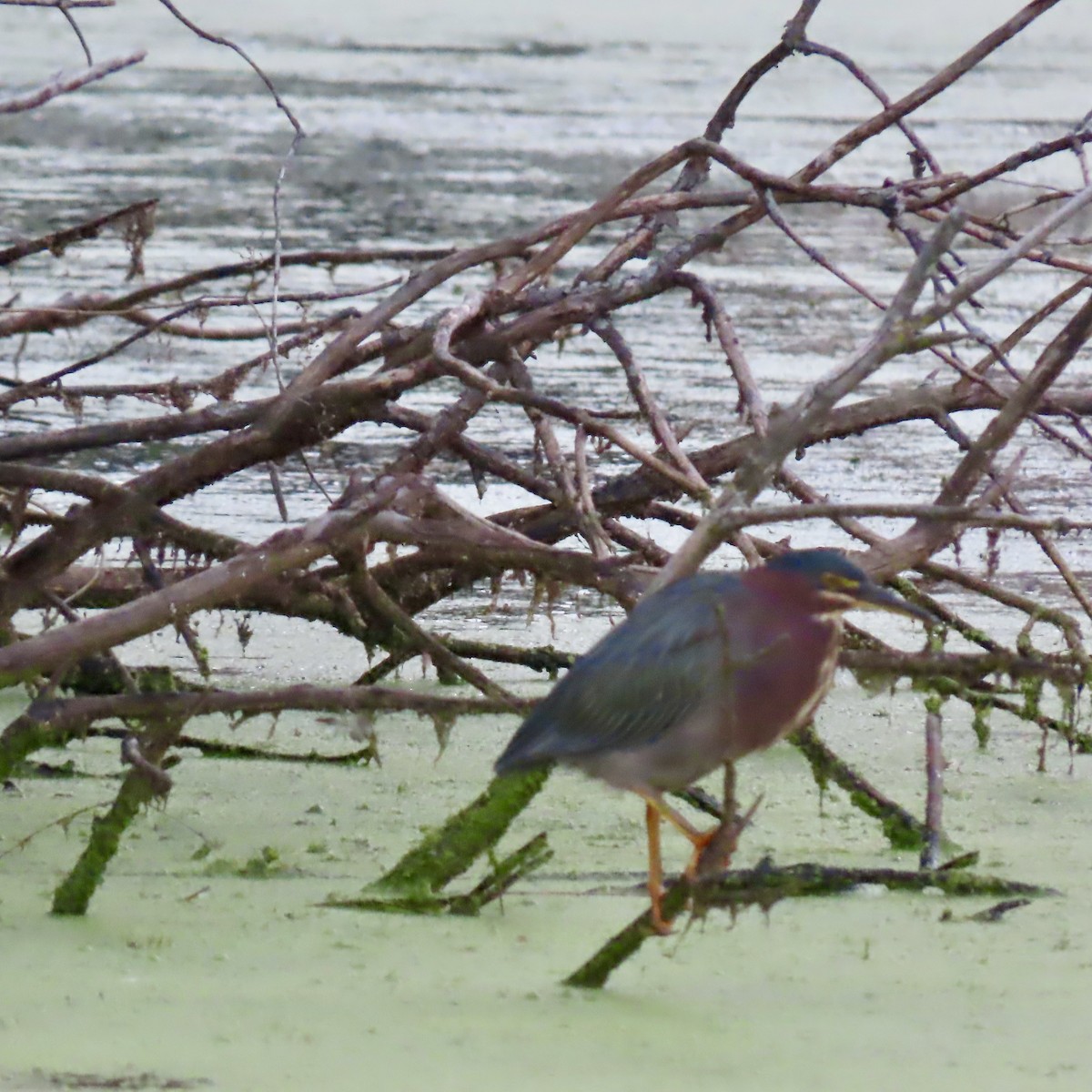 Green Heron - ML642116492