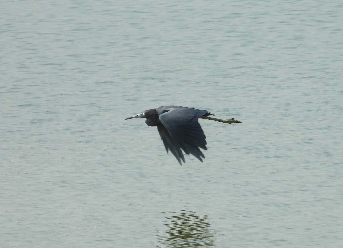 Little Blue Heron - ML642116502