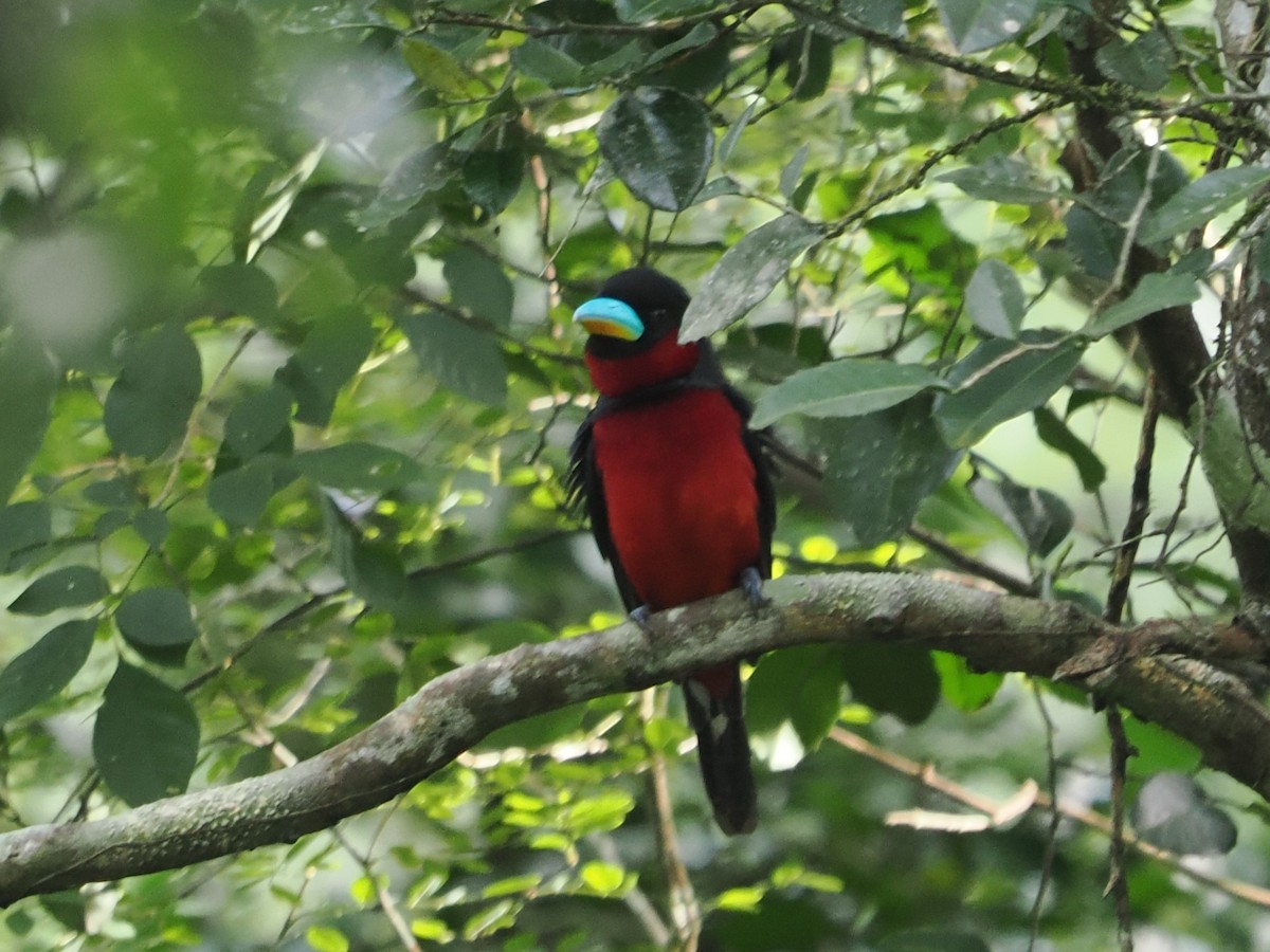 Black-and-red Broadbill (Black-and-red) - ML642116505