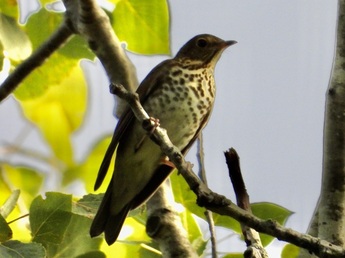 Swainson's Thrush - ML642116507