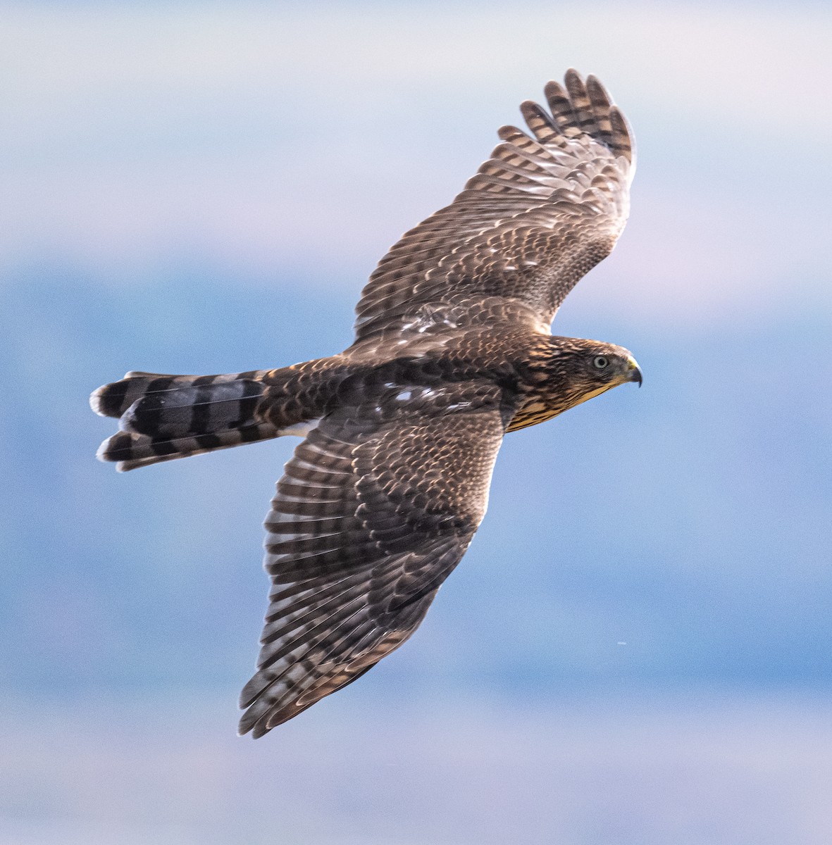 Cooper's Hawk - ML642116516