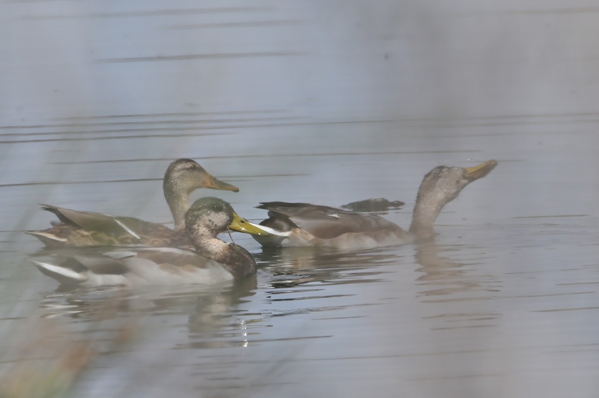 Mallard - ML642116524