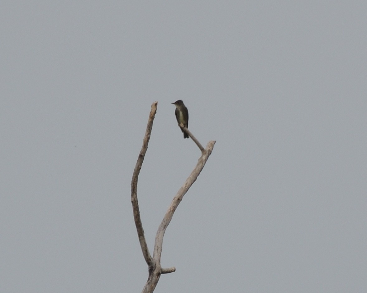 Olive-sided Flycatcher - ML642116527