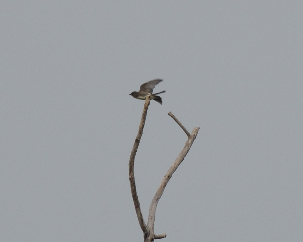 Olive-sided Flycatcher - ML642116528