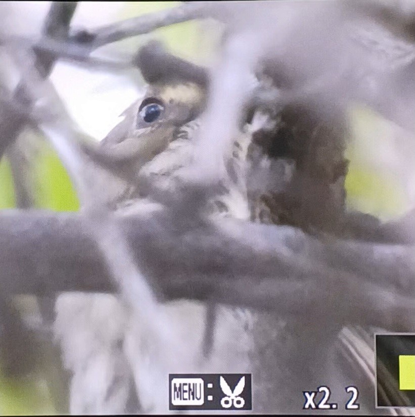 Vireo Piquigrueso - ML642116529