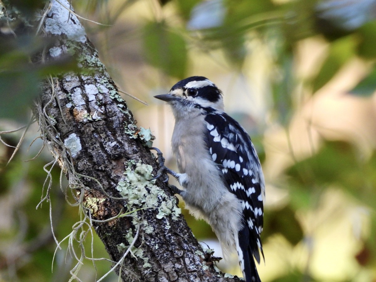 Downy Woodpecker - ML642116530