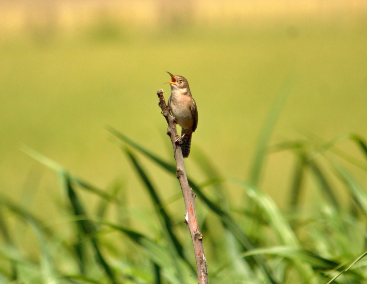 Southern House Wren - ML642116546