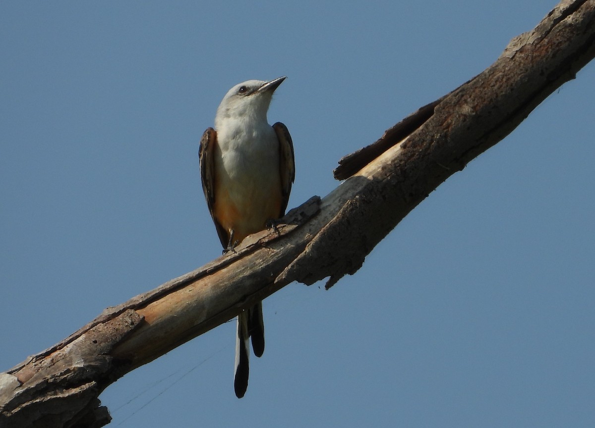 Scissor-tailed Flycatcher - ML642116548