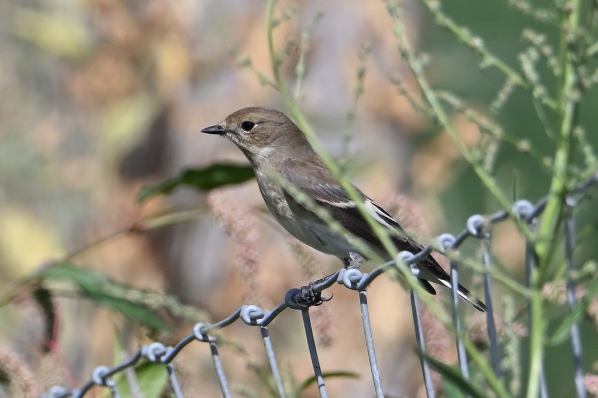European Pied Flycatcher - ML642116549