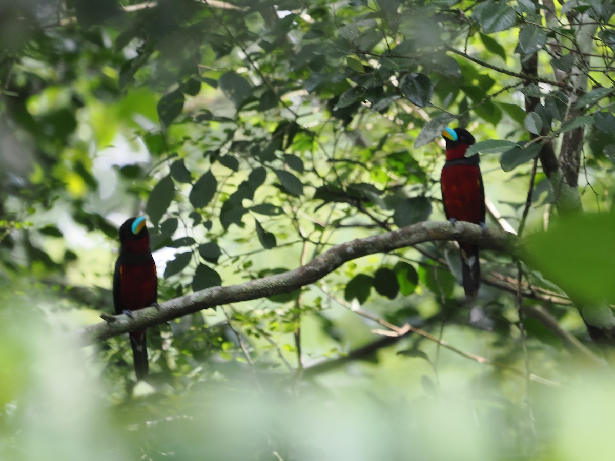 Black-and-red Broadbill (Black-and-red) - ML642116561
