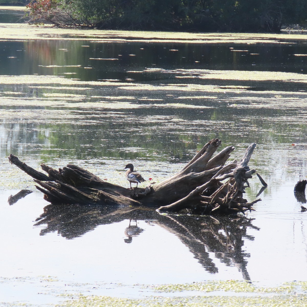 Wood Duck - ML642116574