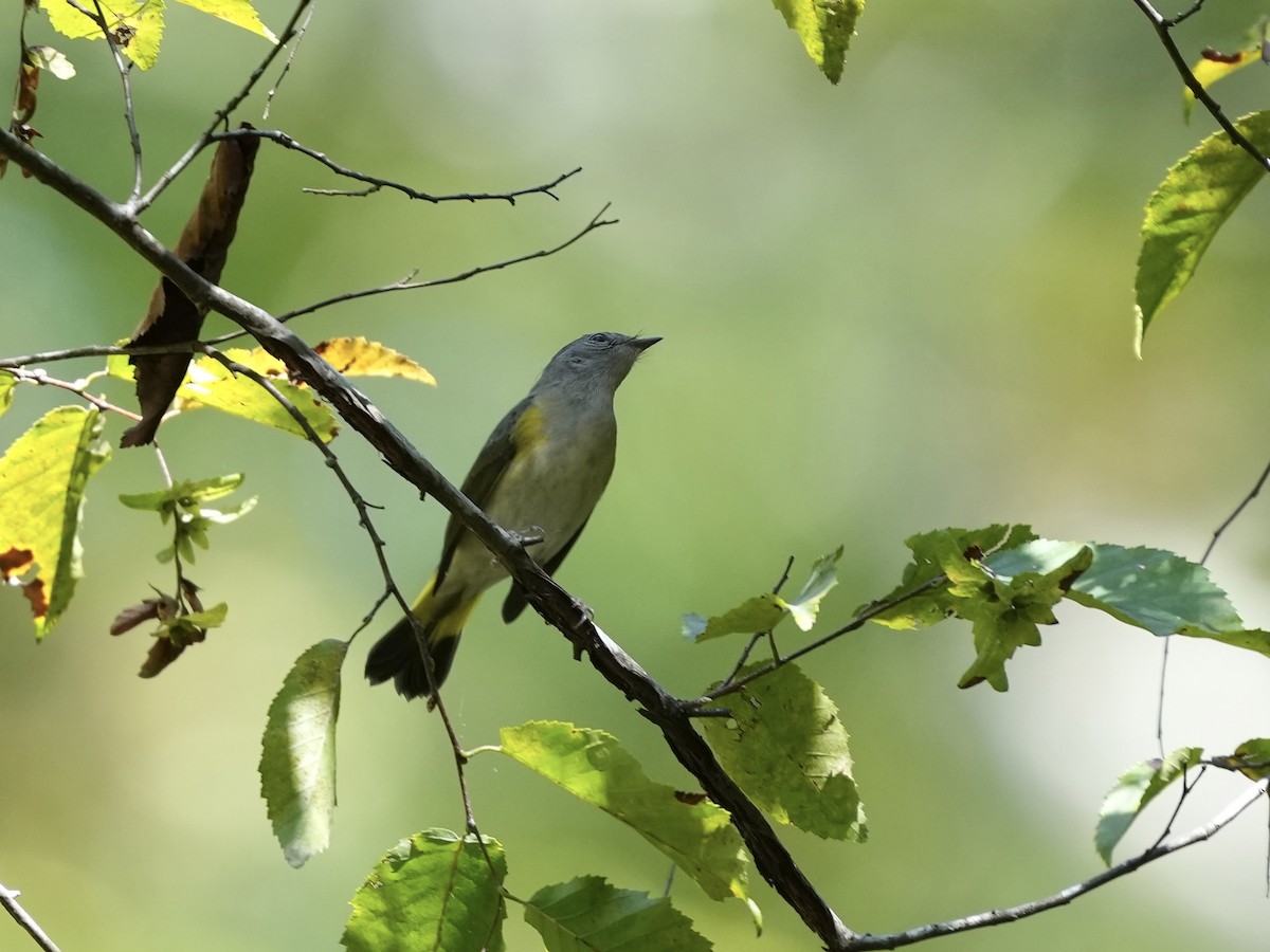 American Redstart - ML642116577
