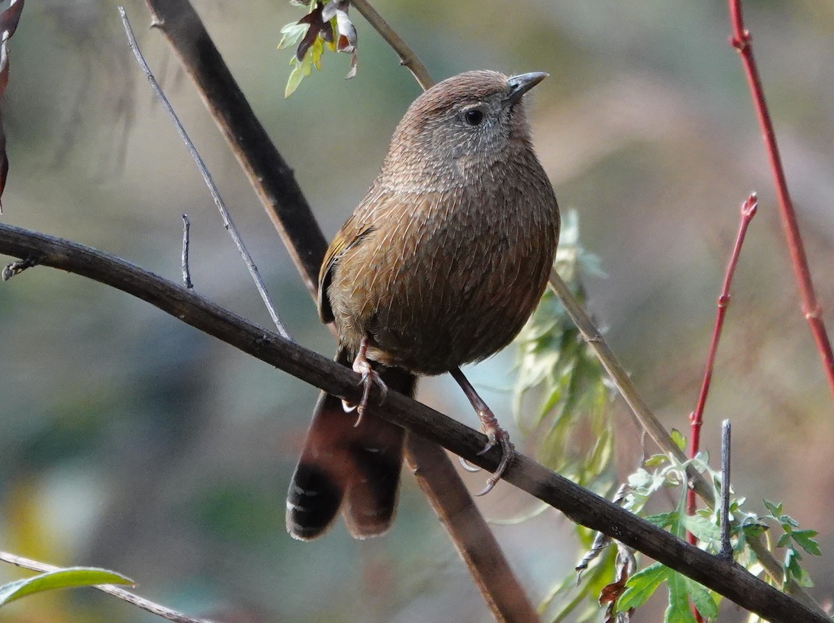 Bhutan Laughingthrush - ML642116594
