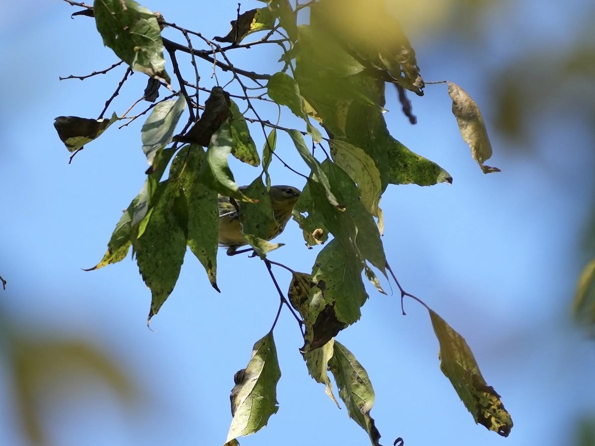Cape May Warbler - ML642116598