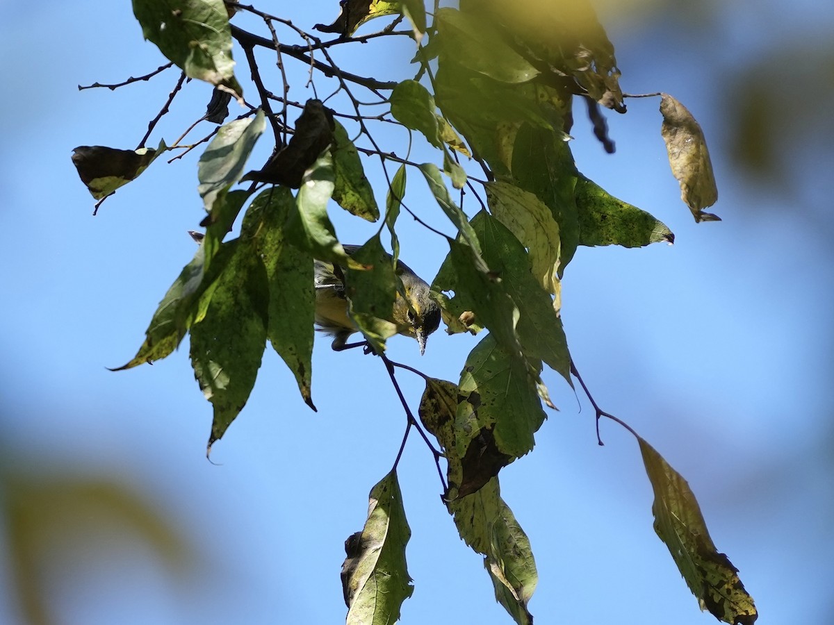 Cape May Warbler - ML642116599