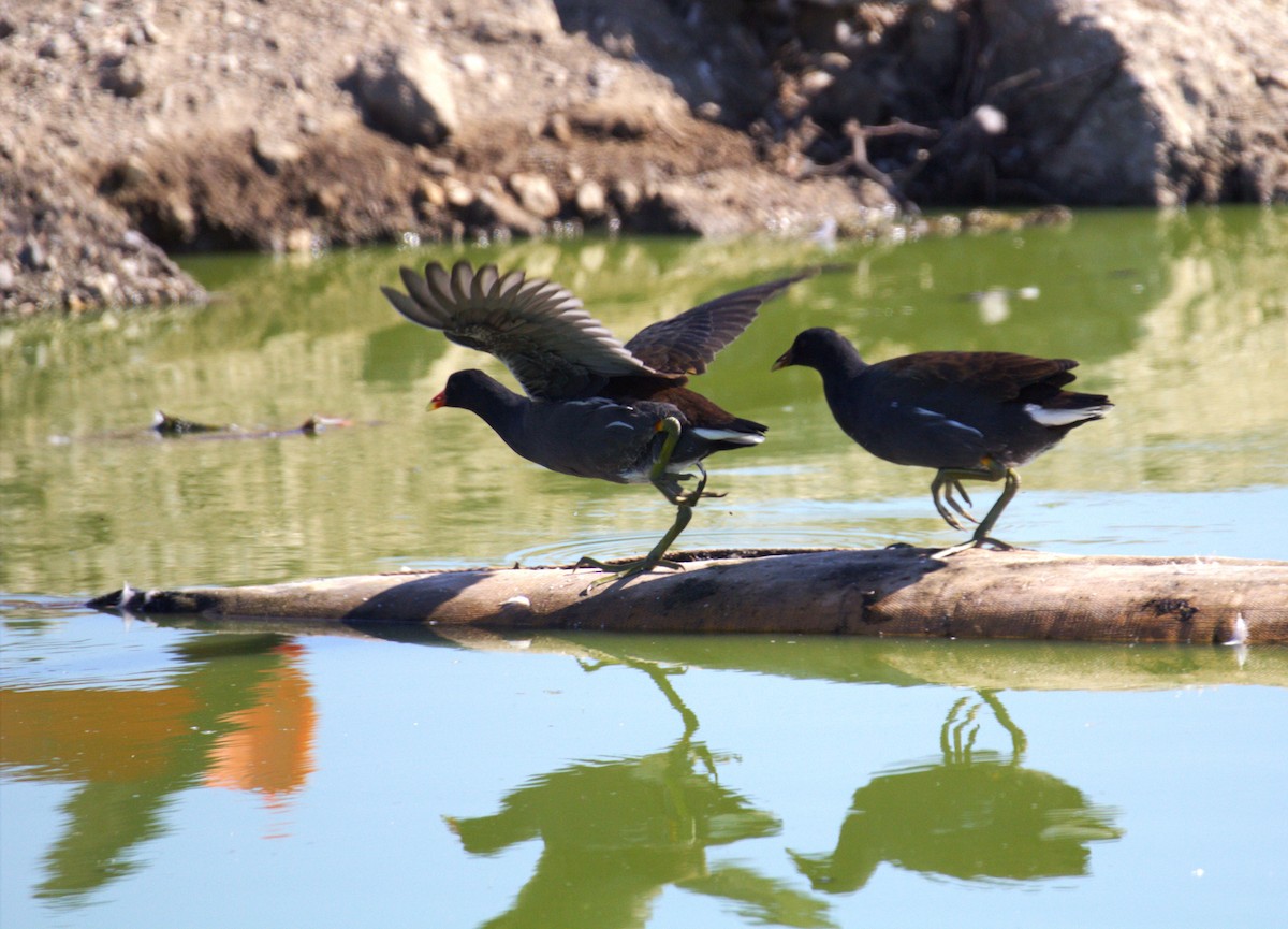 Common Gallinule - ML642116606