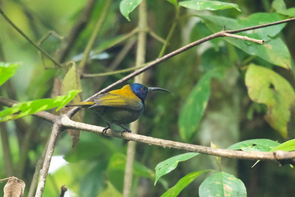Blue-headed Sunbird - ML642116609