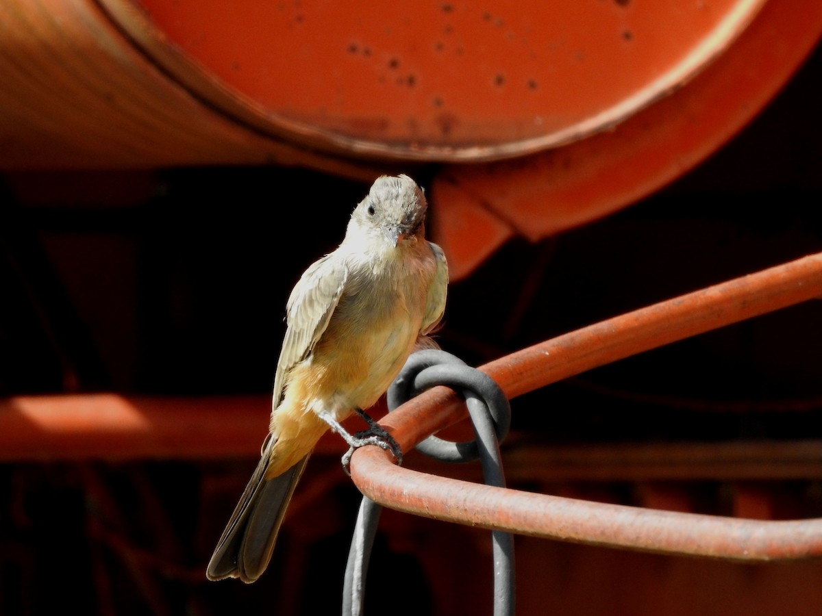 Say's Phoebe - ML642116610