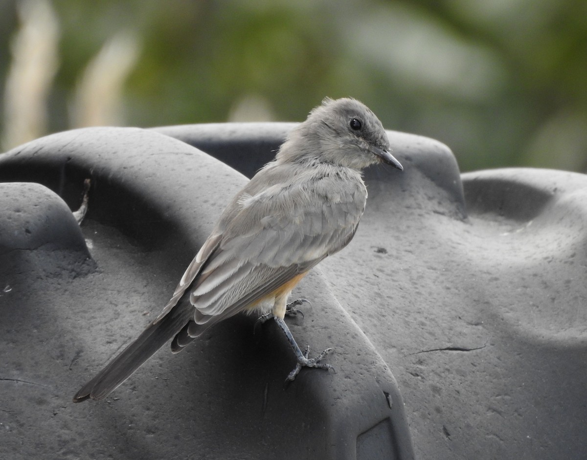 Say's Phoebe - ML642116611