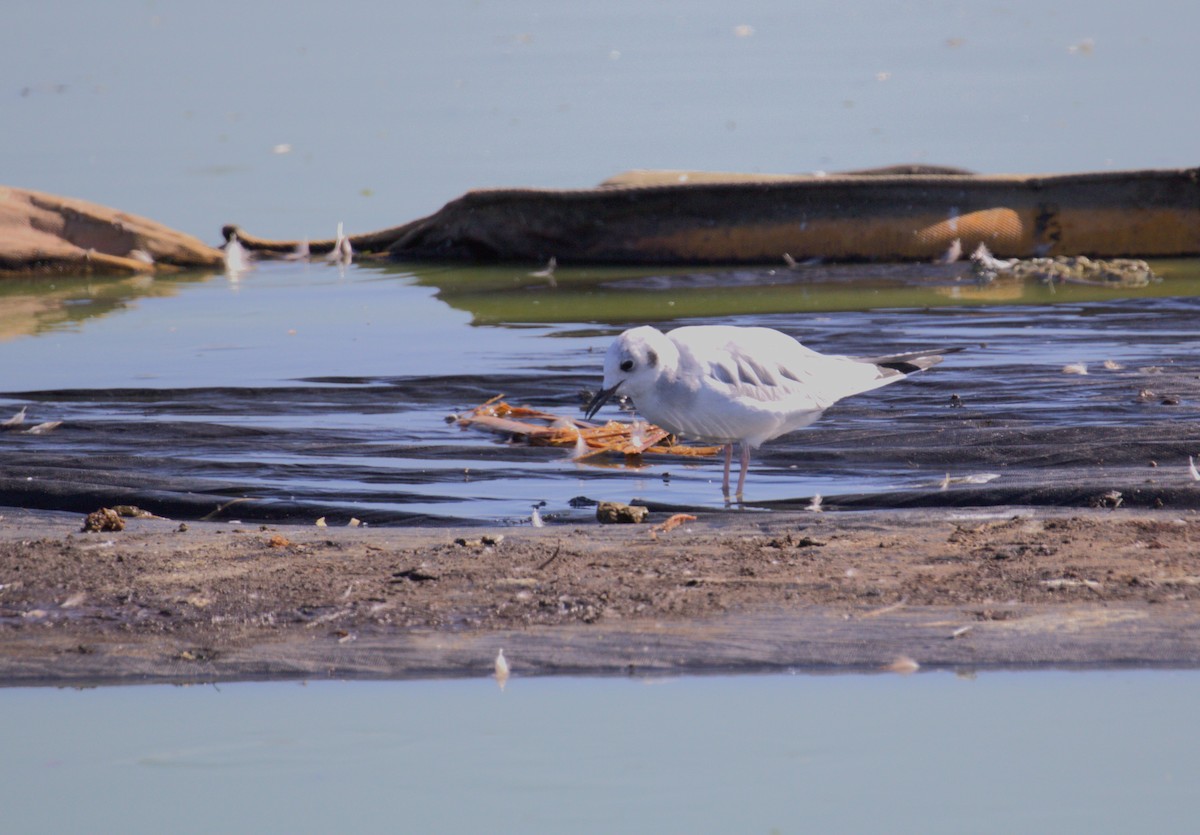 racek Bonapartův - ML642116614