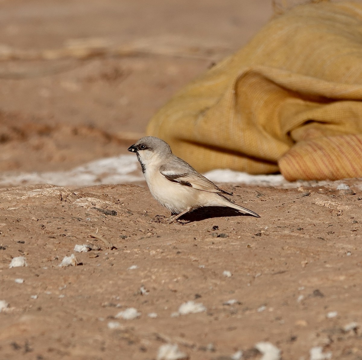 Desert Sparrow - ML642116628