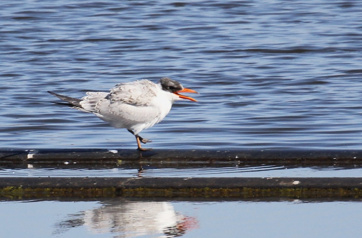 rybák velkozobý - ML642116630