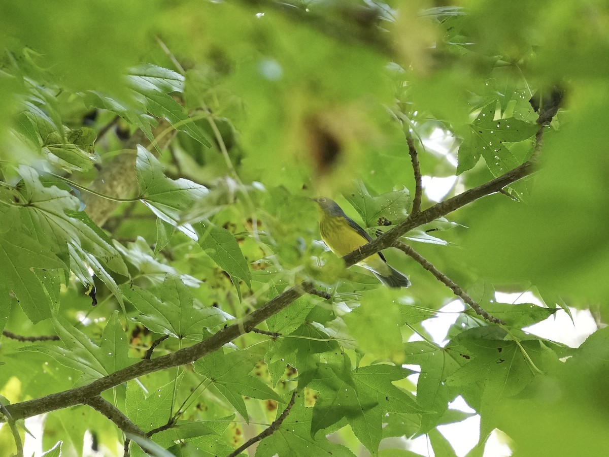 Canada Warbler - ML642116638