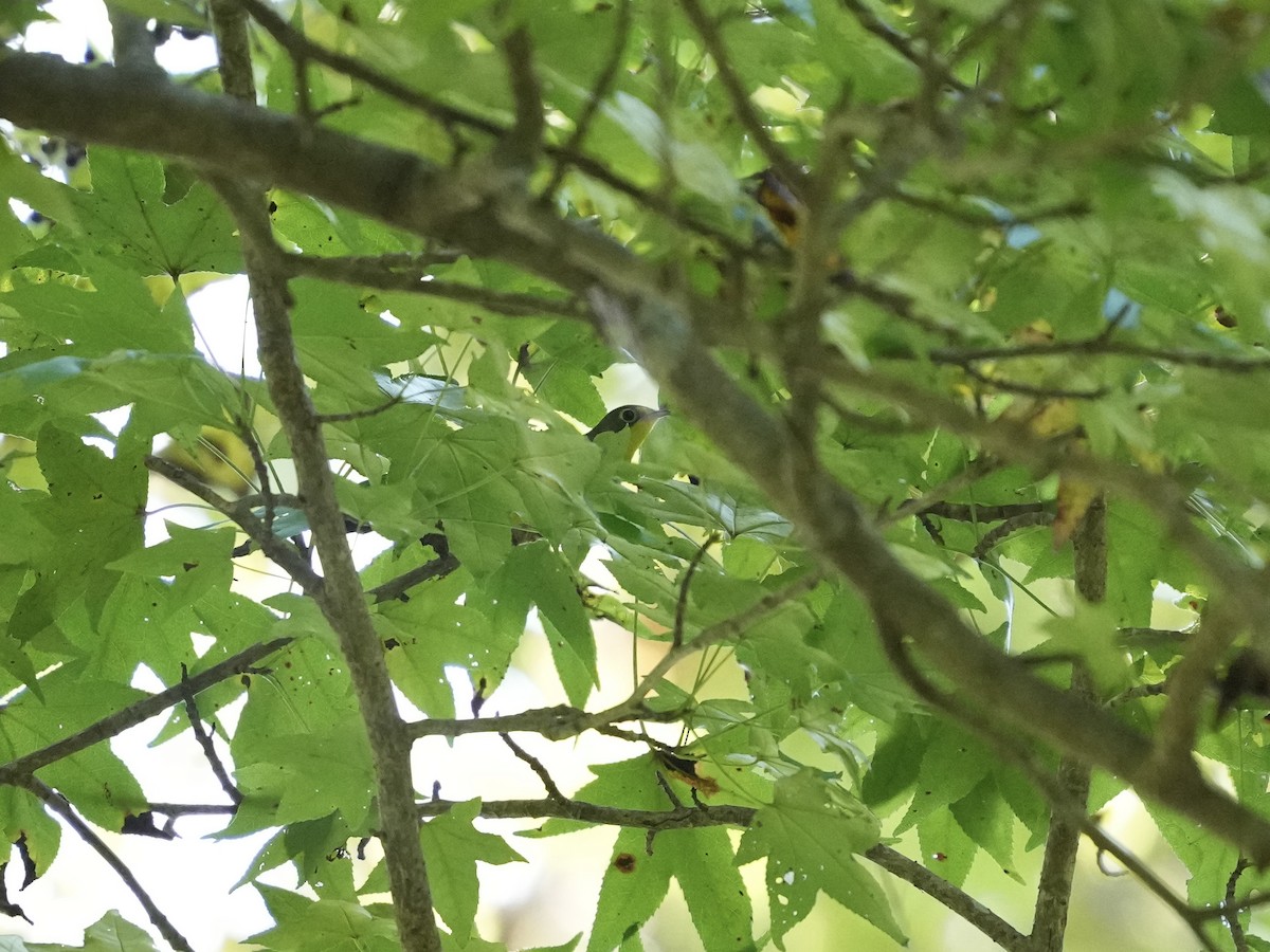 Canada Warbler - ML642116639