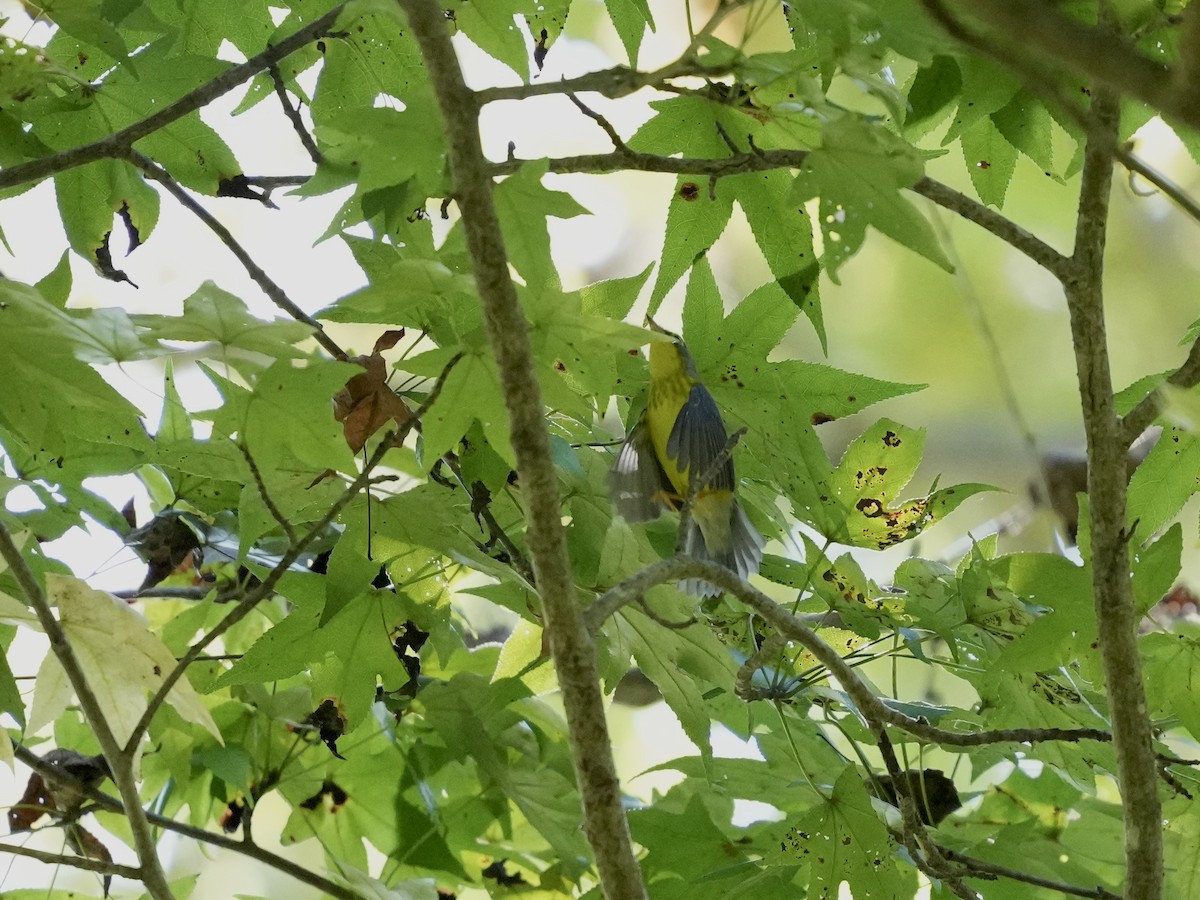 Canada Warbler - ML642116640