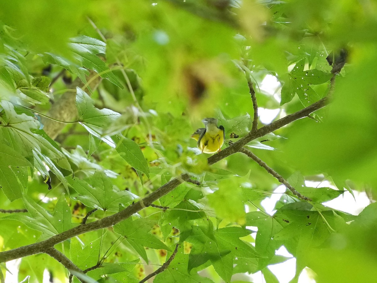 Canada Warbler - ML642116641