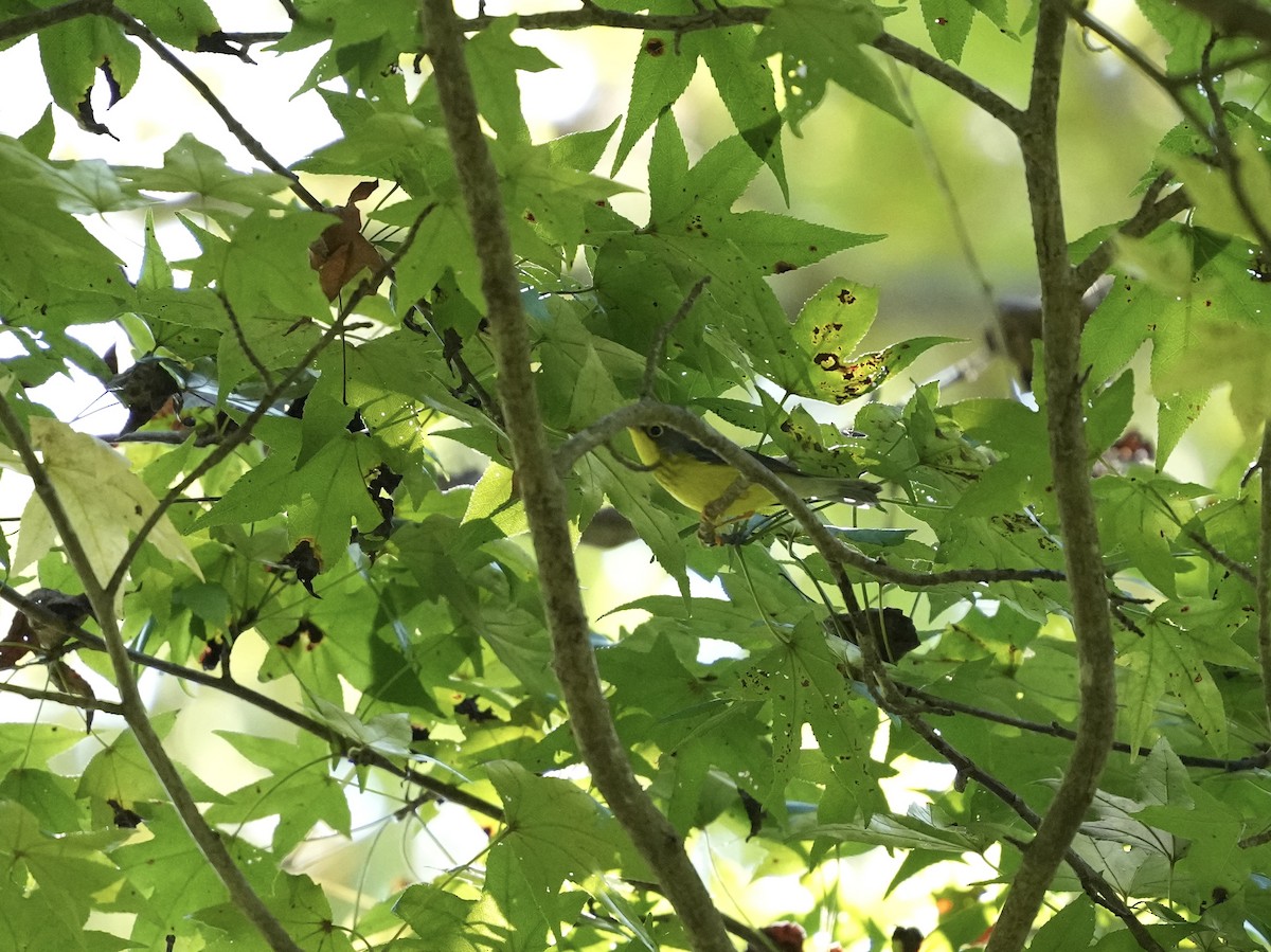 Canada Warbler - ML642116642