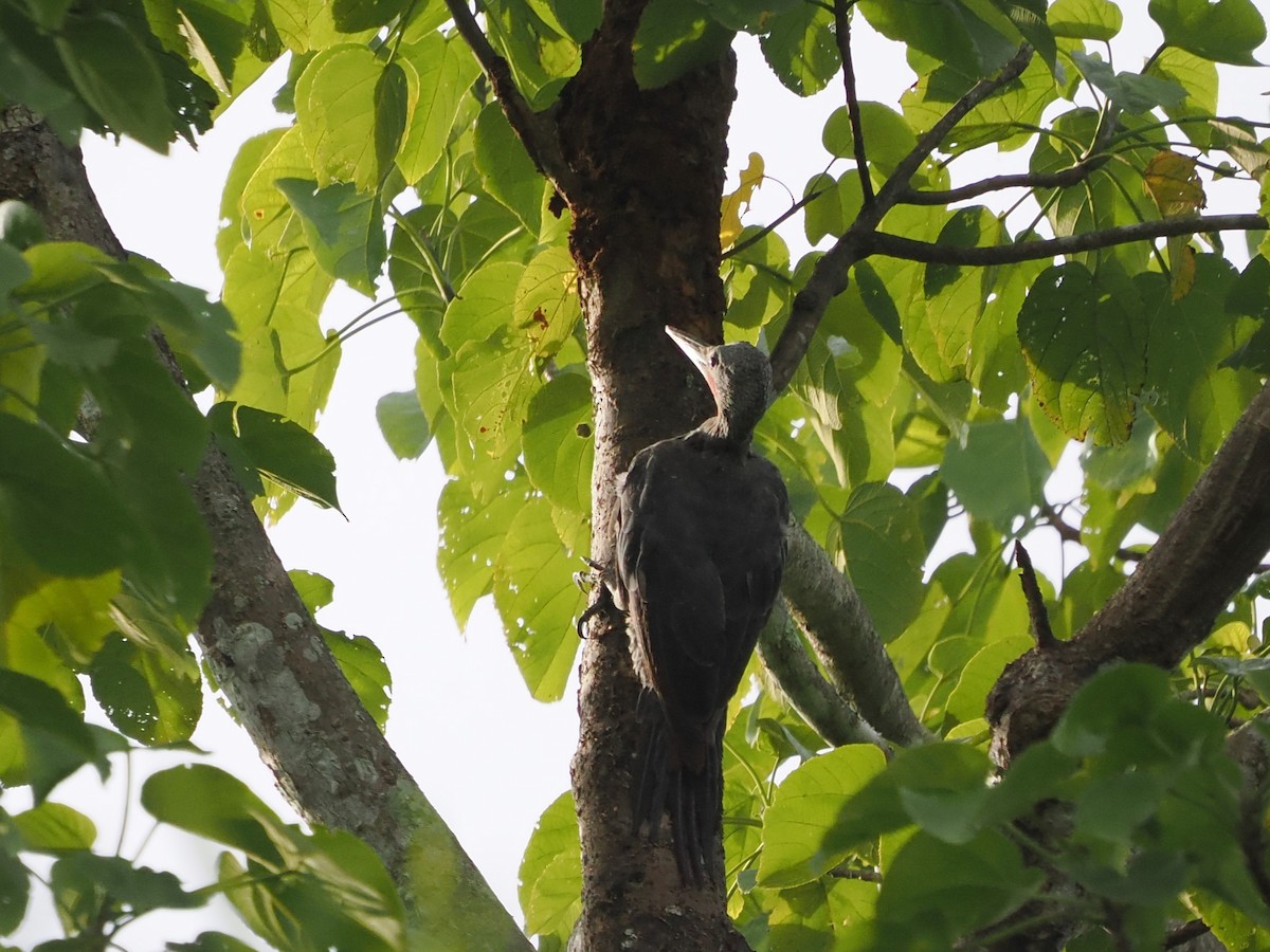 Great Slaty Woodpecker - ML642116643