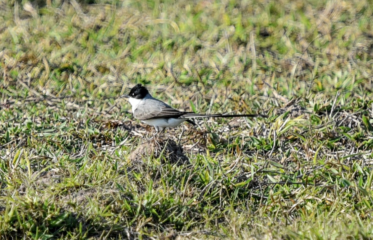 Fork-tailed Flycatcher - ML642116648