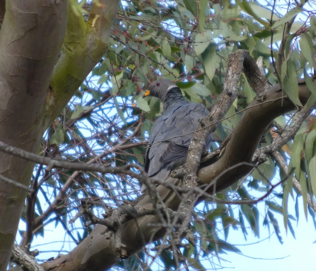 Band-tailed Pigeon - ML642116649