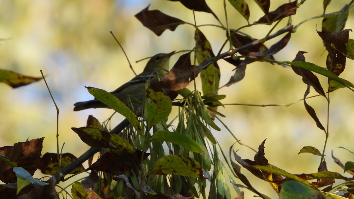 Blackpoll Warbler - ML642116661