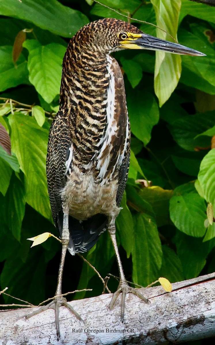 Rufescent Tiger-Heron - ML642116662